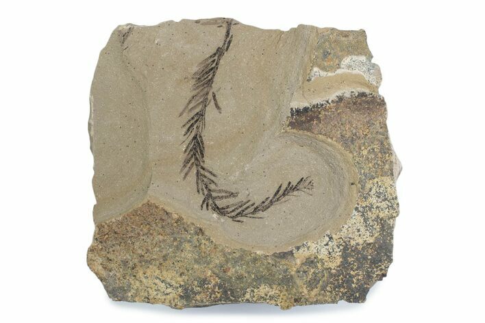 Dawn Redwood (Metasequoia) Fossil - Montana #378234